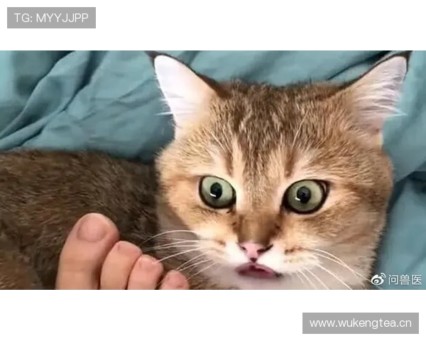 马琳赛场上严厉训话,场下居然成了“爱宠狂魔”,谁能想到他家那只猫比他还要享受人生? 马琳赛场上严厉训话,场下居然成了“爱宠狂魔”,谁能想到他家那只猫比他还要享受人生?